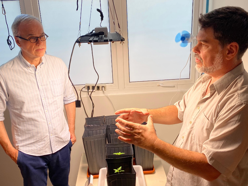 UFRN inicia cultivo de cannabis para pesquisa