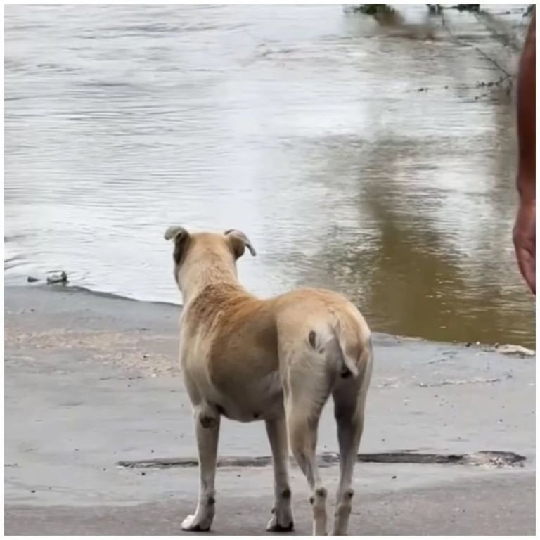 Cadela está há vários dias em margem de rio, esperando pelo seu dono que morreu afogado