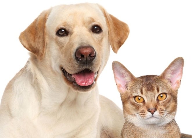 Emendas para causa animal sobre suspeitas no RN